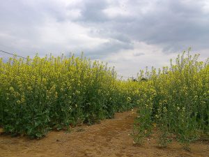 菜の花