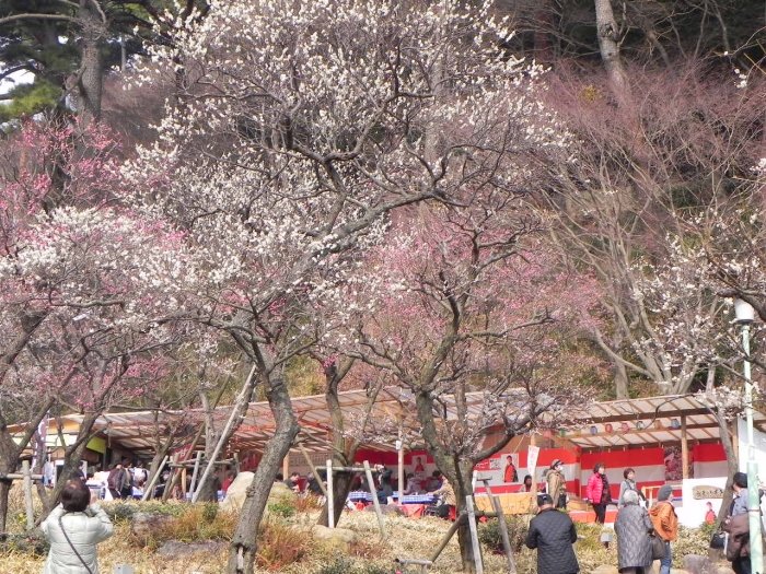 熱海梅園　開花画像2