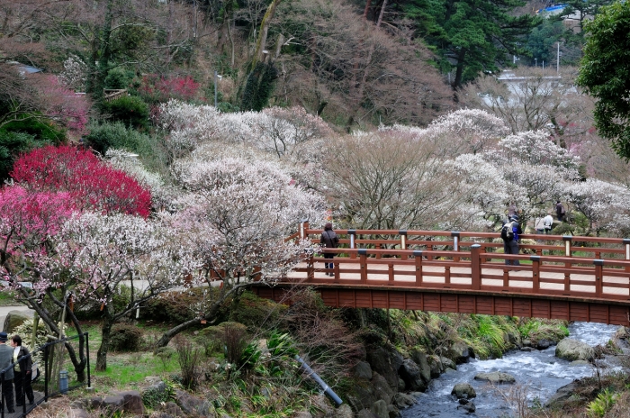 熱海梅園　開花画像