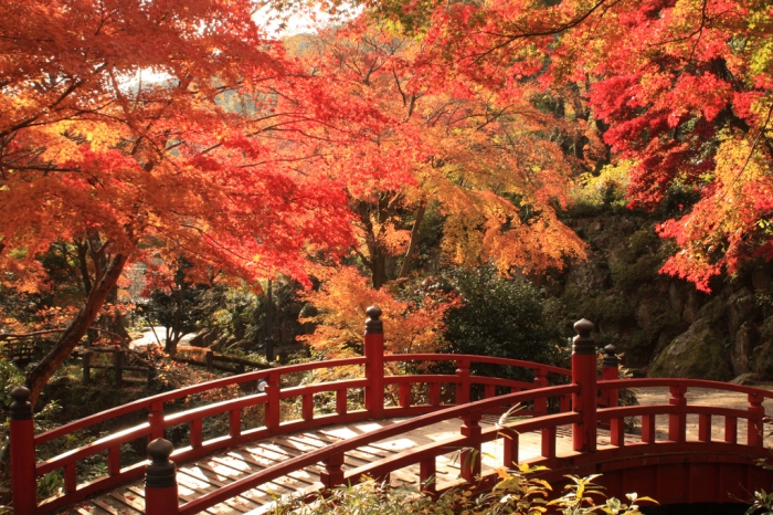 熱海梅園　もみじ紅葉画像2