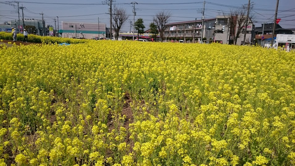 武蔵村山市に咲く菜の花