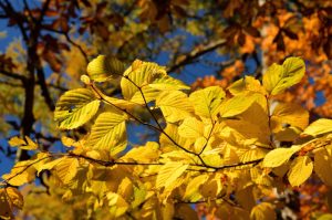 アズキナシ紅葉