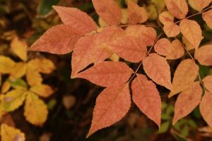 アオダモ紅葉