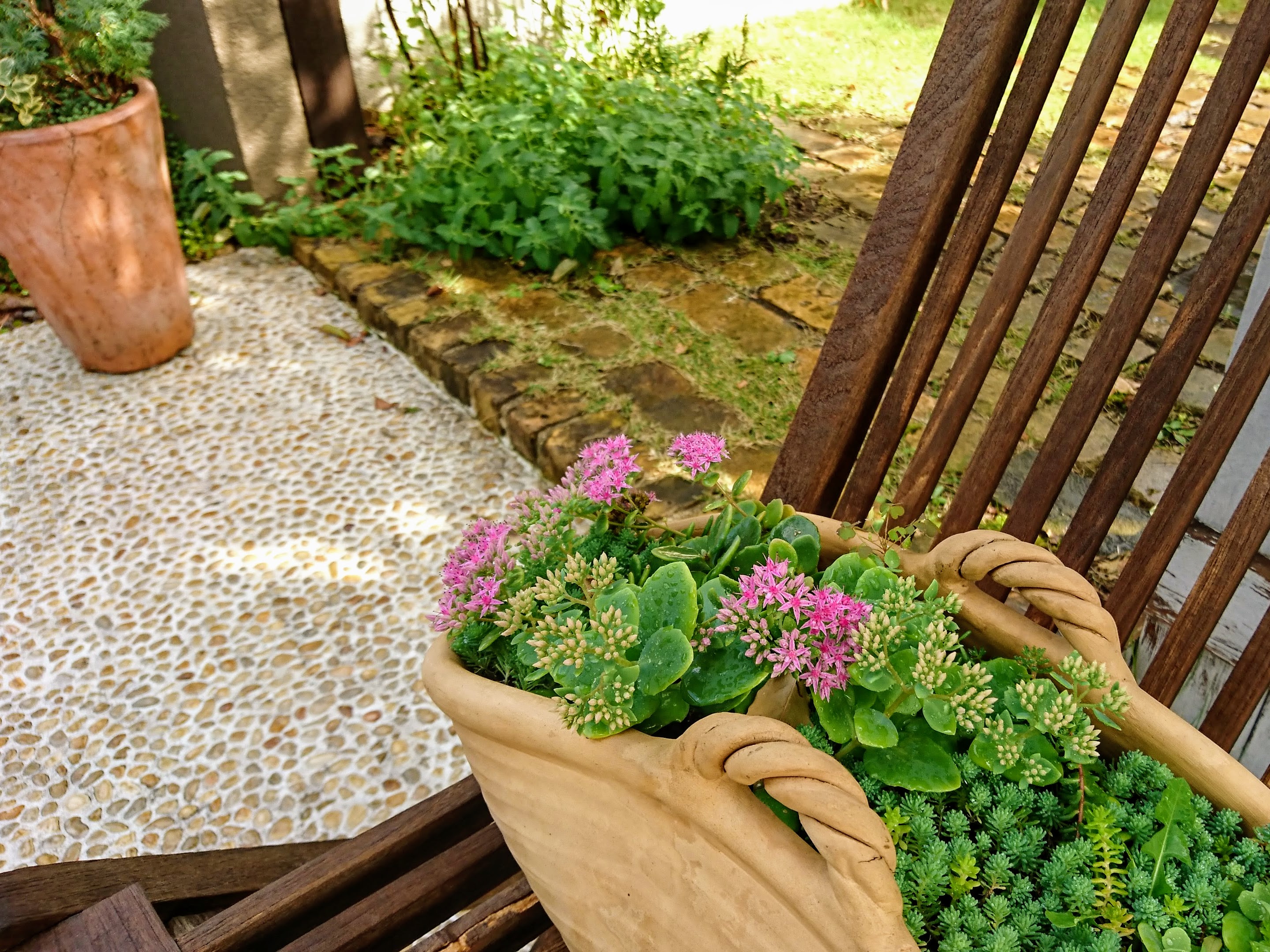 寄せ植え開花