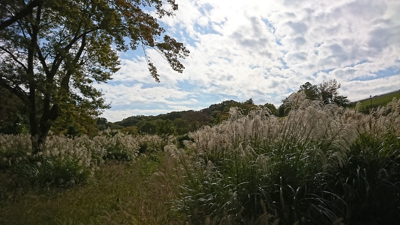 狭山ヒルズのススキ