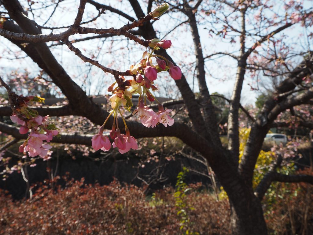 ヒガン桜