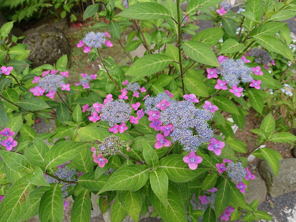 山紫陽花