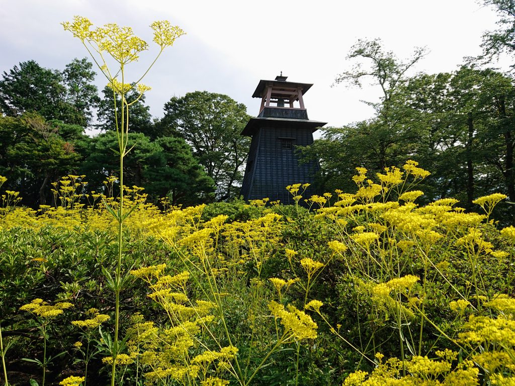 沼田城址公園オミナエシ