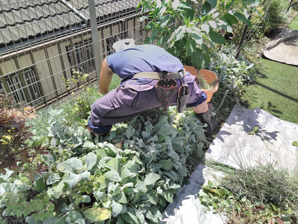 樹々に囲われた緑豊かなドックラン「わんちゃんたちの楽園」