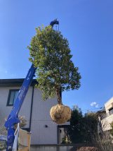 空飛ぶヤマモモ