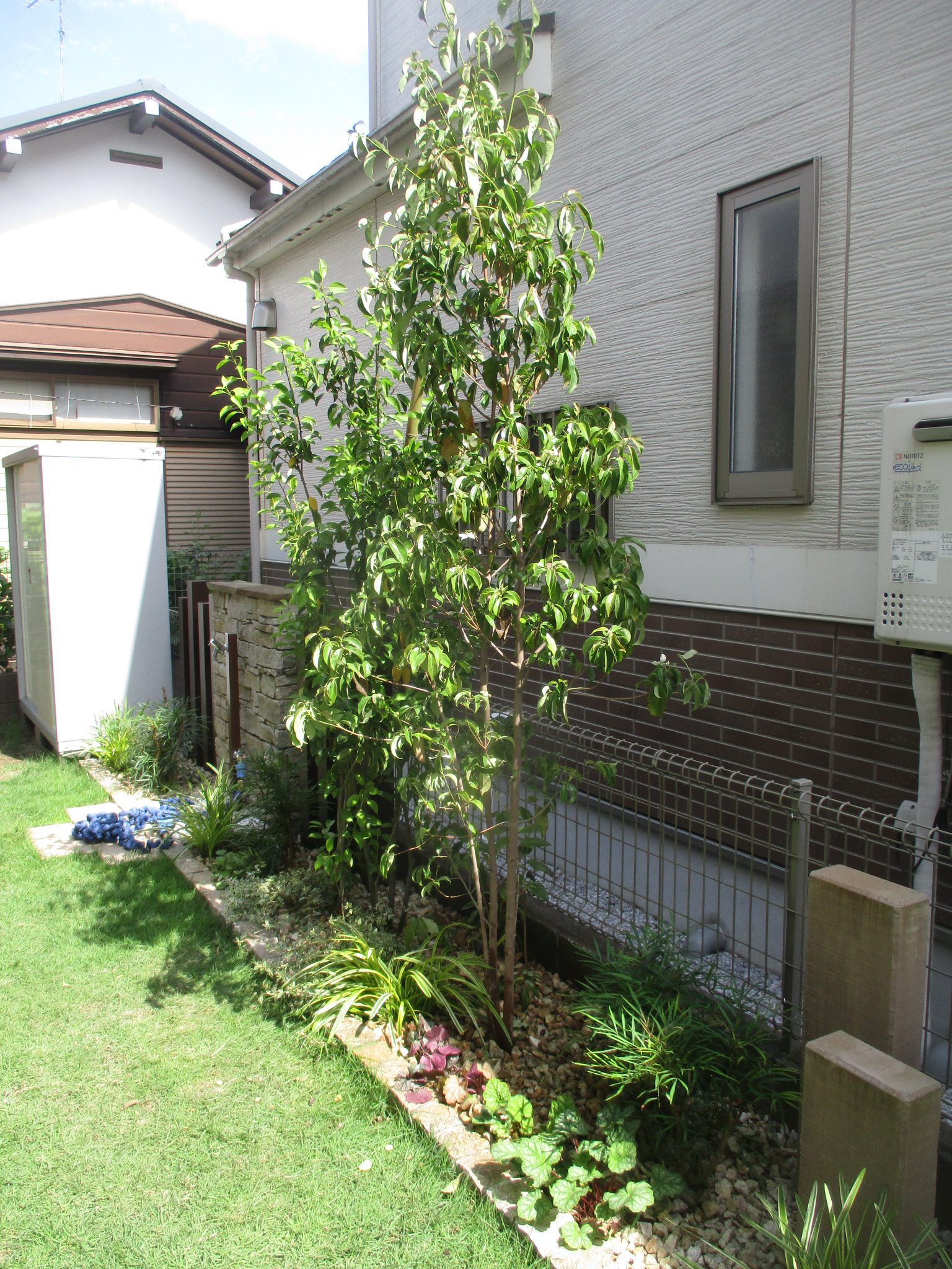 シンボルツリー③ 常緑ヤマボウシ | 東京、神奈川、埼玉エクステリア外