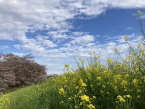 青空と桜と菜の花