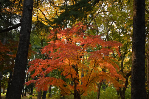 庭におすすめの落葉樹5選｜四季を楽しむ樹木と植え場所ガイド